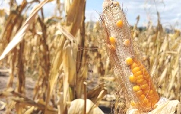 Malos rindes de maíz en Chaco por el spiroplasma