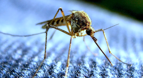 Aumentan los casos fatales por dengue en Argentina.