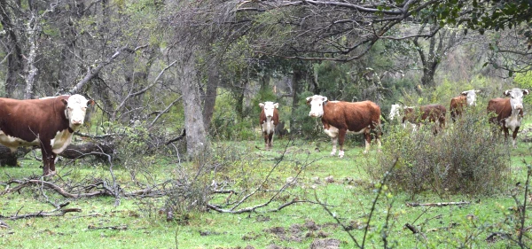 Bosque nativo del Chaco con Ganadería.
