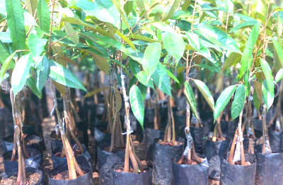 Charata: Entrega de Plantines de Árboles.