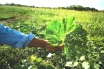 Chaco monotributo para pequeños productores