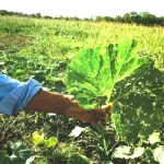 Chaco monotributo para pequeños productores