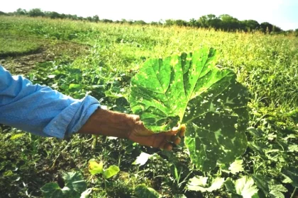Chaco monotributo para pequeños productores