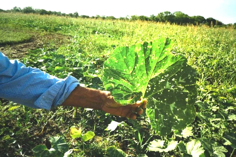 Chaco monotributo para pequeños productores