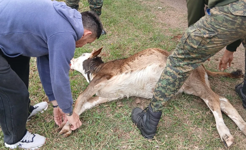 Ternero faenado en camión transportando madera en Chaco