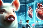 Cerdos para transplantes de órganos