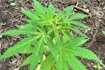 Cultivo de marihuana en La Leonesa, Chaco.