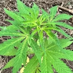 Cultivo de marihuana en La Leonesa, Chaco.