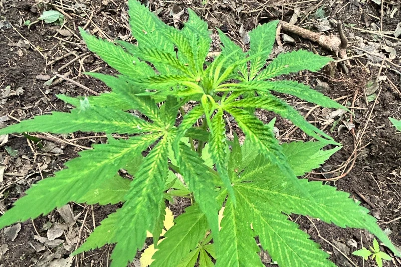 Cultivo de marihuana en La Leonesa, Chaco.