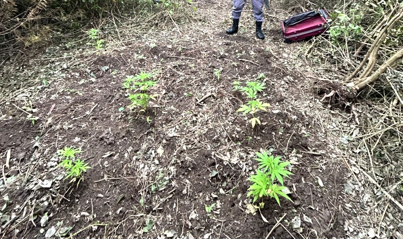 Plantines de marihuana a cielo abierto en Chaco.