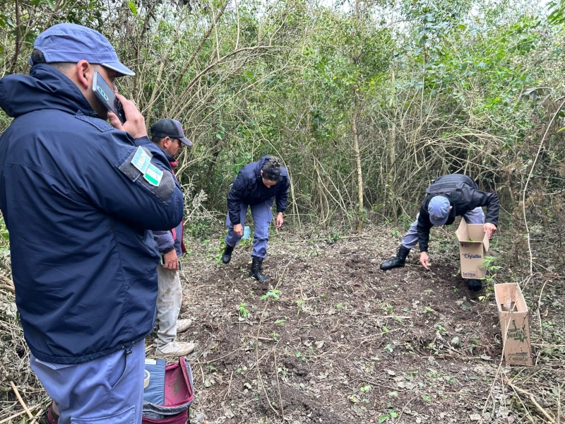 Policía del Chaco encuentra plantación de marihuana en La Leonesa.