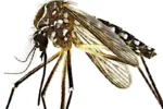 Vacuna contra el dengue en Chaco