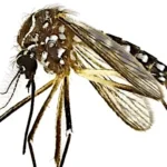 Vacuna contra el dengue en Chaco