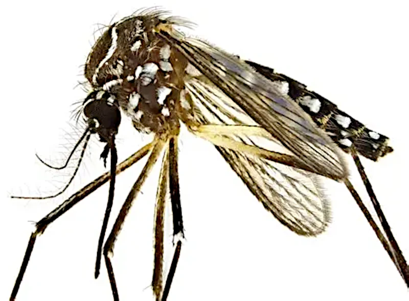 Vacuna contra el dengue en Chaco