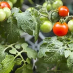 huerta en las escuelas de las breñas
