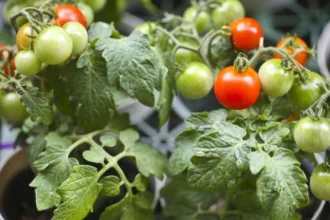 huerta en las escuelas de las breñas