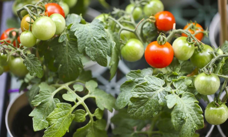 huerta en las escuelas de las breñas