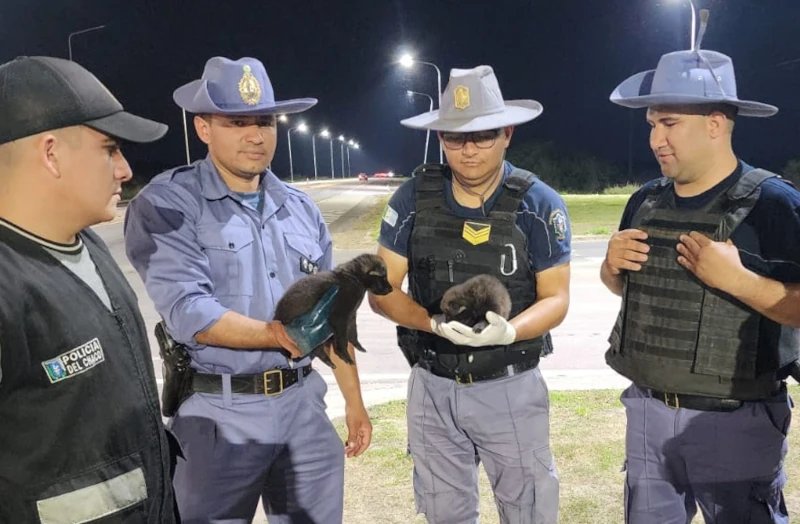 Rescate de cachorros de Aguará Guazú en Chaco