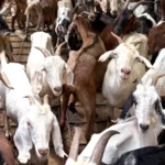 Caprinos de Chaco a Dubai