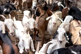 Caprinos de Chaco a Dubai