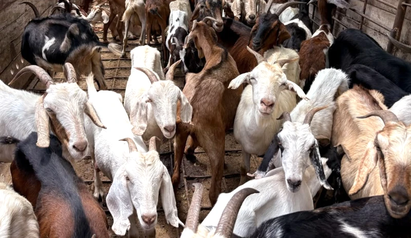 Caprinos de Chaco a Dubai